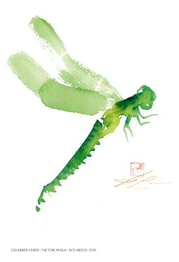 REPLICA ACUARELA CIGARRIN VERDE