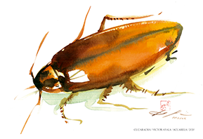 REPLICA ACUARELA CUCARACHA