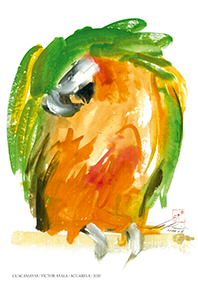 REPLICA ACUARELA GUACAMAYAS