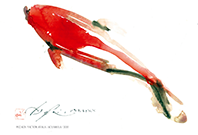 REPLICA ACUARELA PEZ KOI